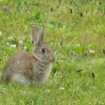 Flora and Fauna Surveys are an important element in the EIA process