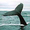 Strategic Environmental Assessments (SEA): part of Cork Ecology Environmental Consulting services Strategic Environmental Assessments (SEA): part of Cork Ecology Environmental Consulting services